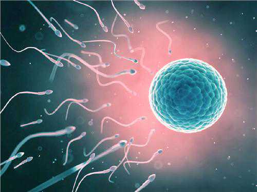 松滋市47岁供卵移植囊胚的成功率_美国试管婴儿子宫内膜薄是什么原因